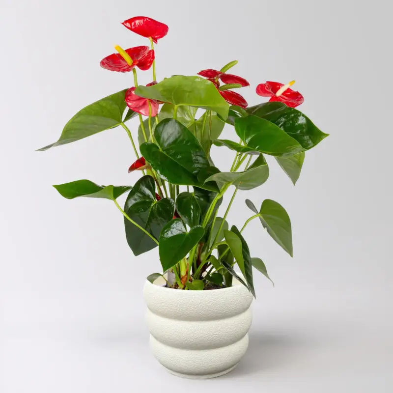 Flamingoblume 'Royal Red Champion', rot, Topf-Ø 14 cm, im Übertopf Byron Sonderangebot