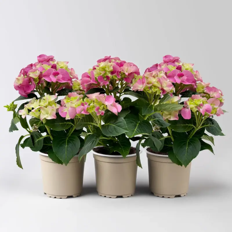 Hortensie rosa, mind. 3 Dolden, Topf-Ø 10 cm, Höhe ca. 20 cm, 3 Pflanzen Top-Preis