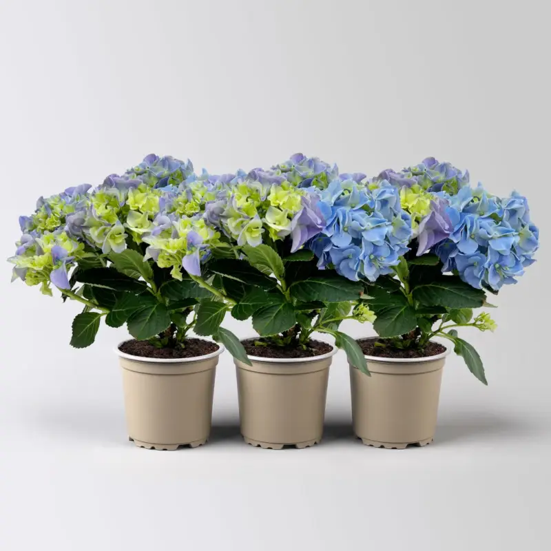 Jetzt Bestellen Hortensie blau, mind. 3 Dolden, Topf-Ø 105 cm, Höhe ca. 20 cm, 3 Pflanzen