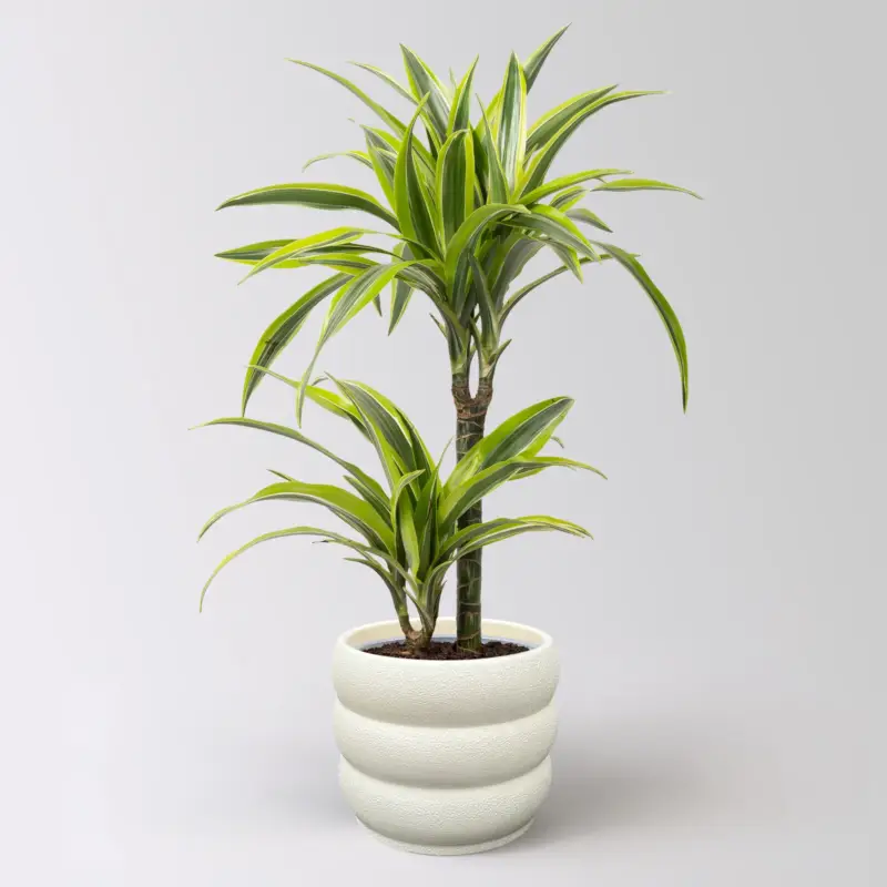 Duftender Drachenbaum 'Lemon Lime', Topf-Ø 17 cm, 2er Tuff, inkl. Topf Byron Beliebt