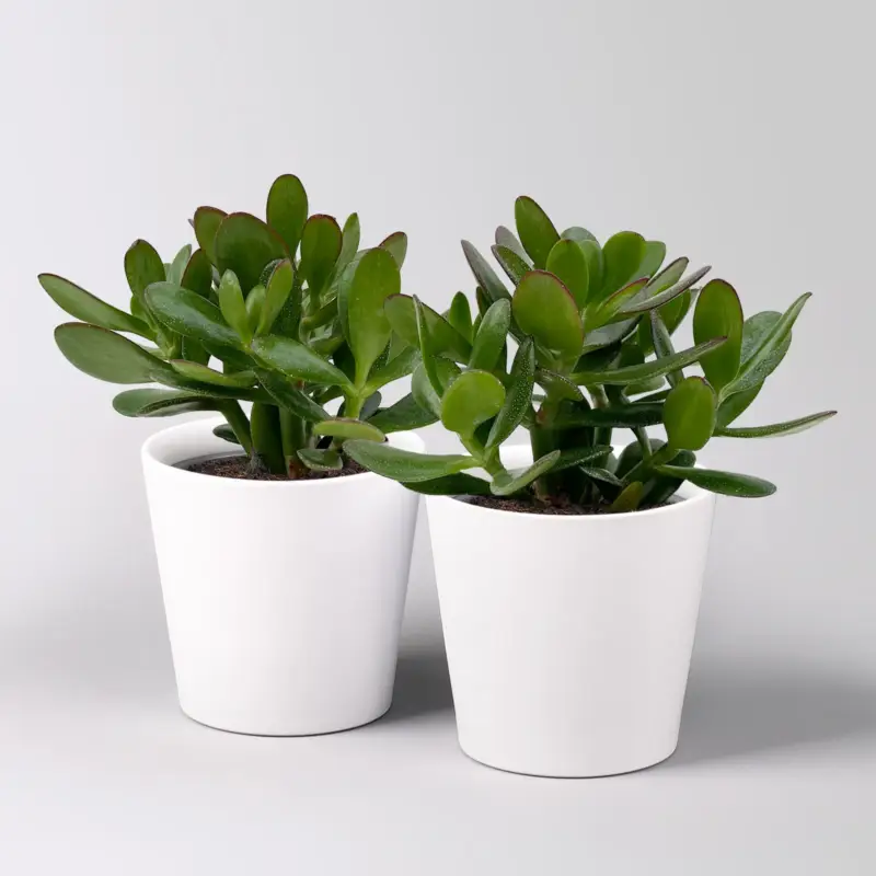 Geldbaum 'Magical Tree', Topf-Ø 12cm, in Keramiktopf weiß, 2 Pflanzen Begrenztes Angebot