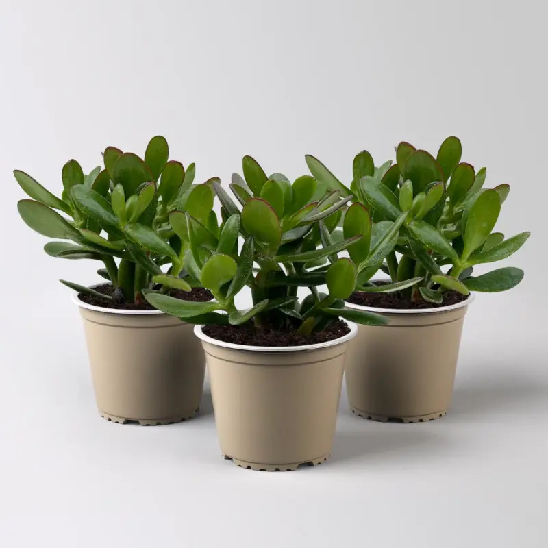 Geldbaum 'Magical Tree', Topf-Ø 12 cm, Höhe ca. 20 cm, 3 Pflanzen Preiswert