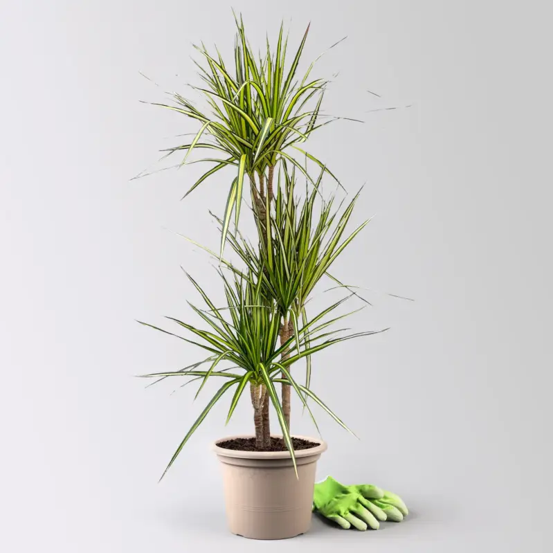 Nur Heute Gerandeter Drachenbaum 'Sunray', 3er-Tuff, Topf-Ø 24 cm, Höhe ca. 90 cm