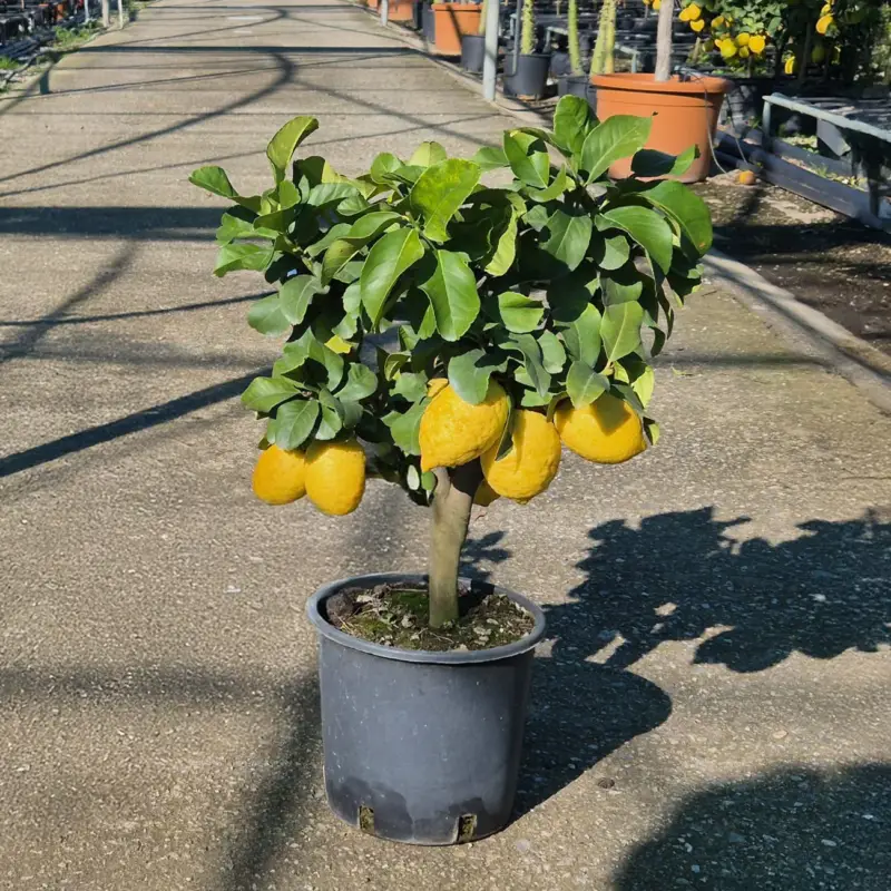 Zitronenbaum, kurzer Stamm, Topf-Ø 20 cm, 1 Pflanze Markenware