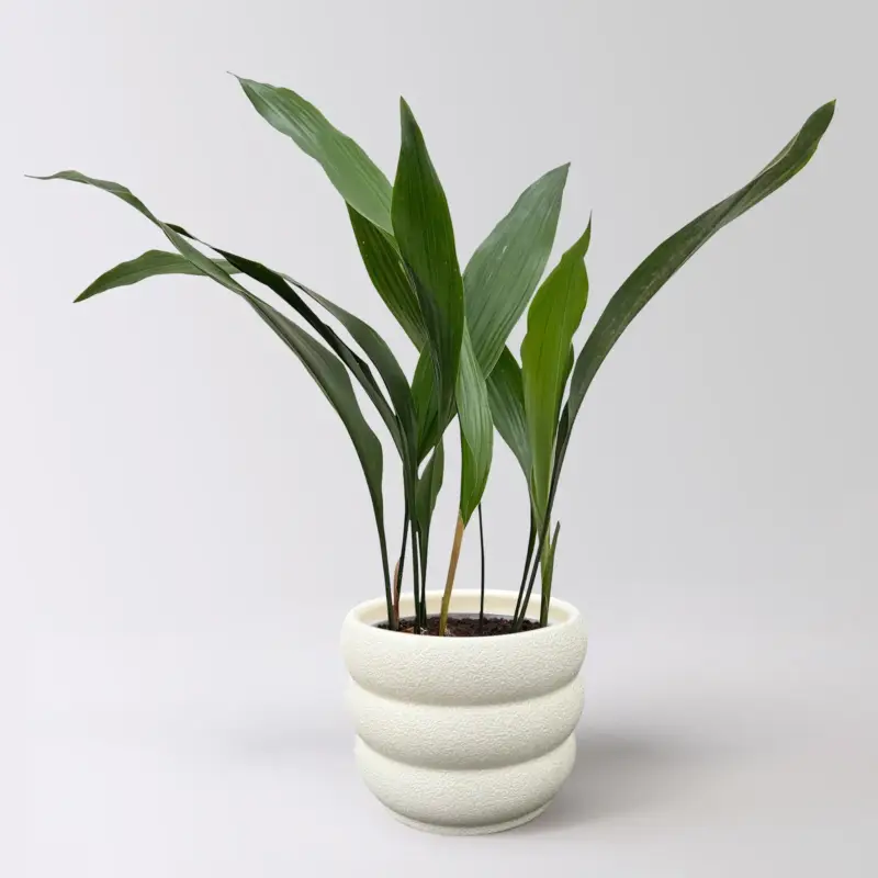 Schusterpalme, Topf -Ø 14 cm, Höhe ca. 50 cm, inkl. Keramikübertopf Byron Neu