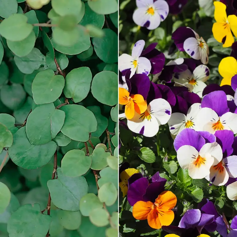Hornveilchen & Mühlenbeckia, zweifarbig, Topf-Ø 13 cm, 6 Pflanzen Letzte Chance