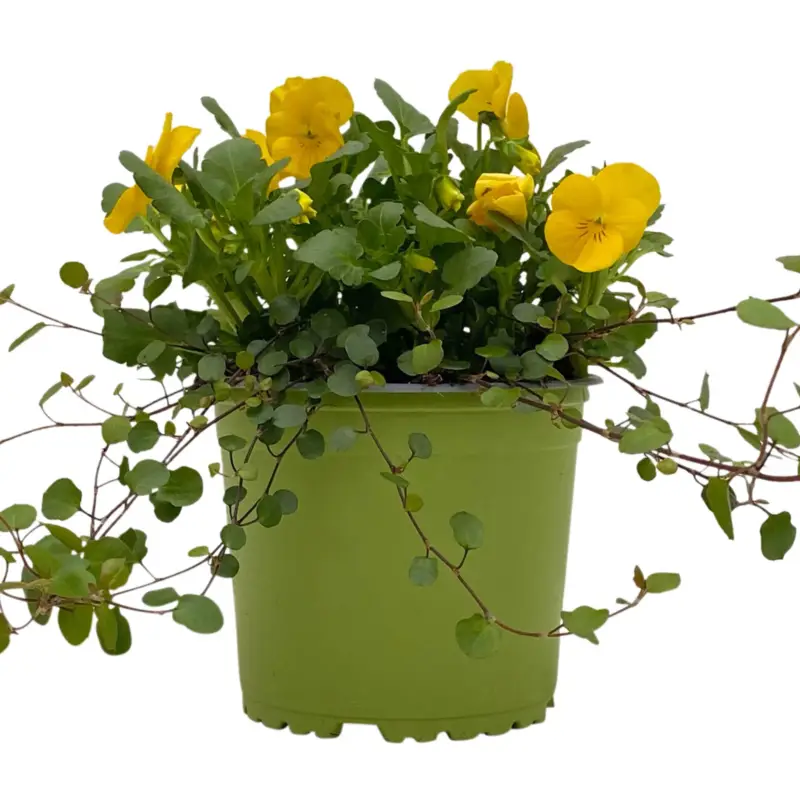 Hornveilchen & Mühlenbeckia, gelb, Topf-Ø 13 cm, 6 Pflanzen Aktuell