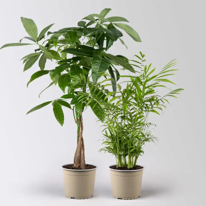 Grünpflanzen-Set Tierfreunde-Duo, Topf-Ø 17 cm, 2 Pflanzen Günstig