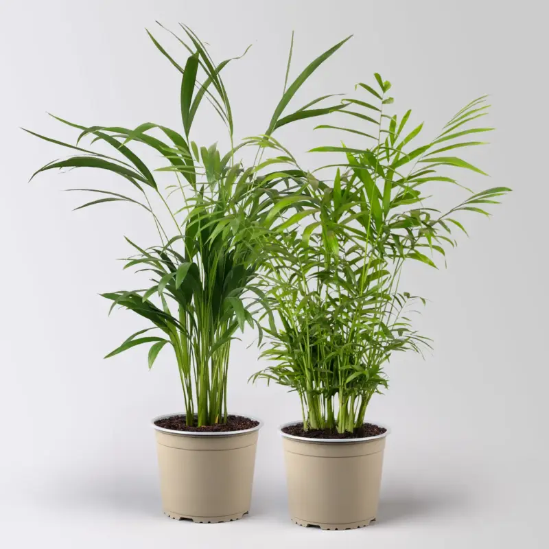 Grünpflanzen-Set Palmen-Duo, Topf-Ø 17 cm, 2 Pflanzen Letzte Chance
