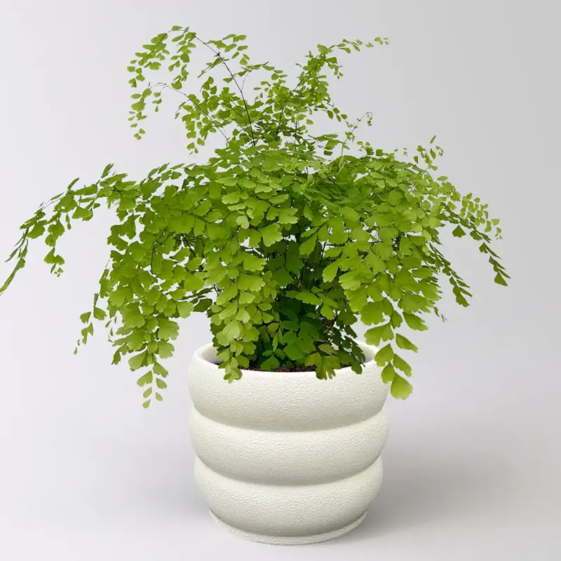 Saisonangebot Frauenhaarfarn 'Fragans', Topf-Ø 17 cm, im Topf Byron