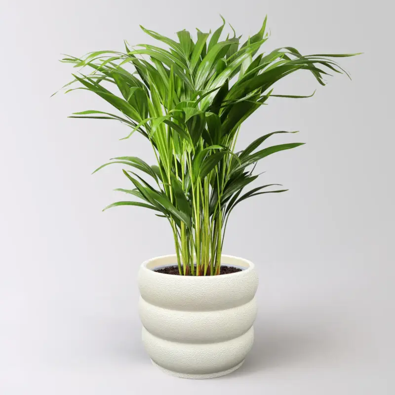 Goldfruchtpalme, Topf-Ø 17 cm, Höhe ca. 60 cm, inkl. Übertopf Byron Saisonangebot