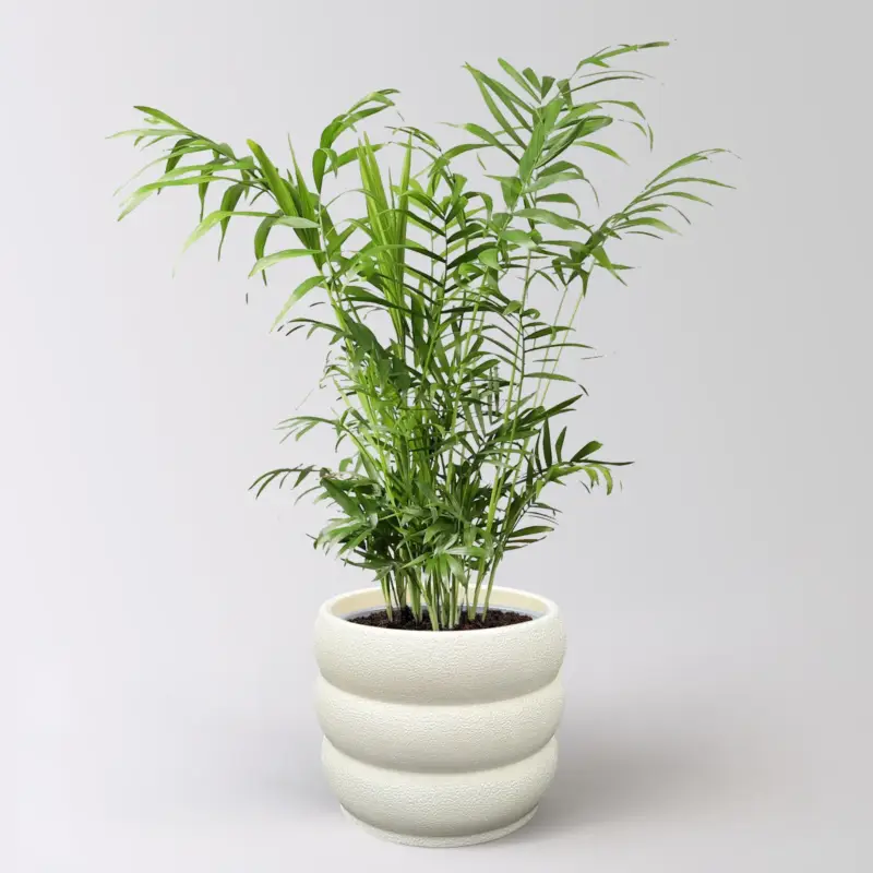 Bergpalme, Topf-Ø 17 cm, Höhe ca. 60 cm, inkl. Keramikübertopf Byron Abverkauf