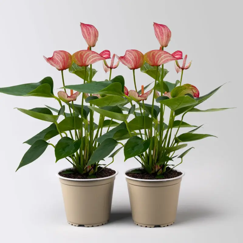 Neue Ware Flamingoblume 'Livium Red', rot-weiß,Topf-Ø 12 cm, Höhe ca. 40 cm, 2 Pflanzen