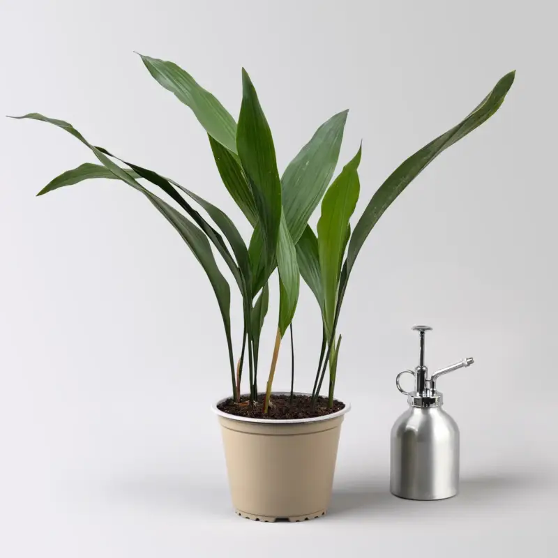 Schusterpalme, Topf-Ø 14 cm, Höhe ca. 50 cm Abverkauf