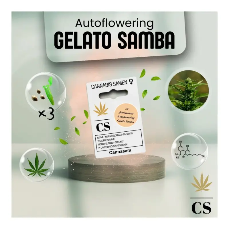 Cannabis Saatgut Hanf 'Autoflowering Gelato Samba' Neu