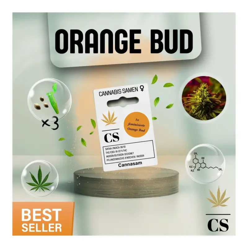 Neue Ware Cannabis Saatgut Hanf 'Orange Bud'