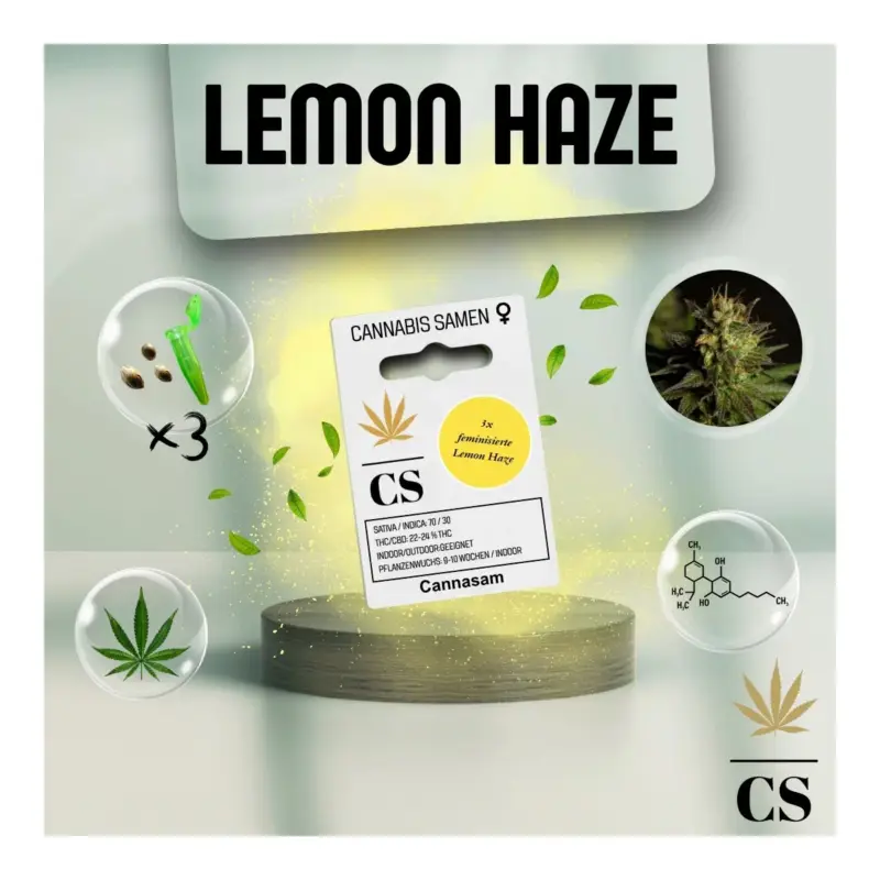 Kracherpreis Cannabis Saatgut Hanf 'Special Lemon Haze'