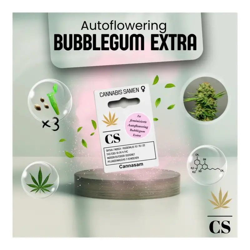 Cannabis Saatgut Hanf 'Autoflowering Bubblegum Extra' Wochenendangebot
