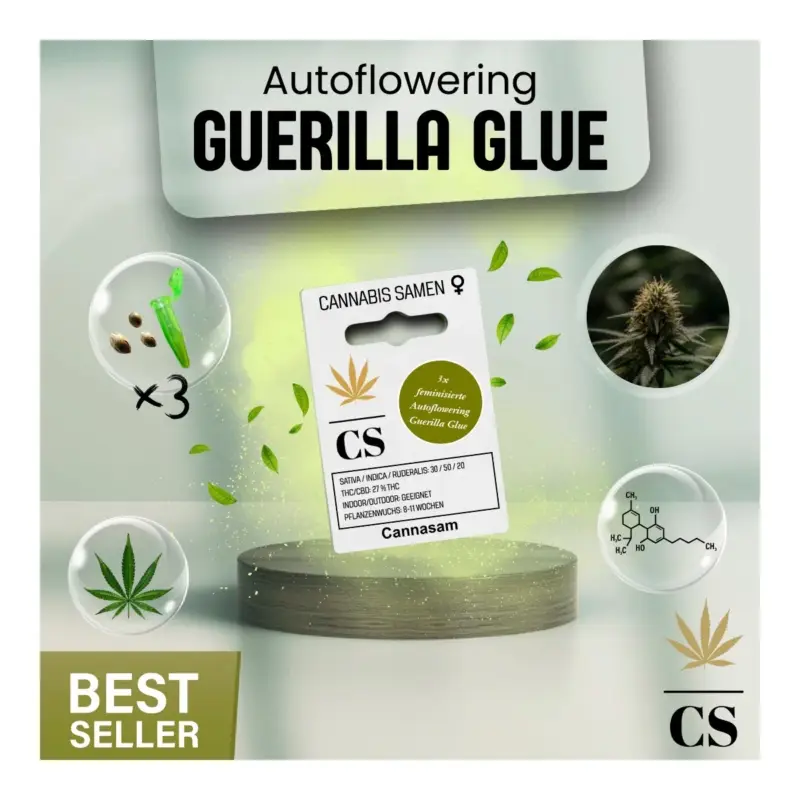 Cannabis Saatgut Hanf 'Autoflowering Guerilla Glue' Ausverkauf