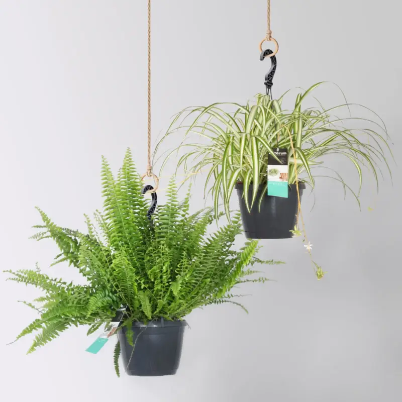 Online Kaufen Grünpflanzen-Set Dream-Team, Hängeampel-Ø 17 cm, 2 Pflanzen