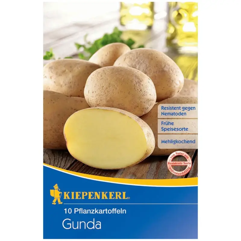 Versand Am Gleichen Tag Pflanzkartoffel "Gunda" sehr früh, 10 Stück = ca. 850 g