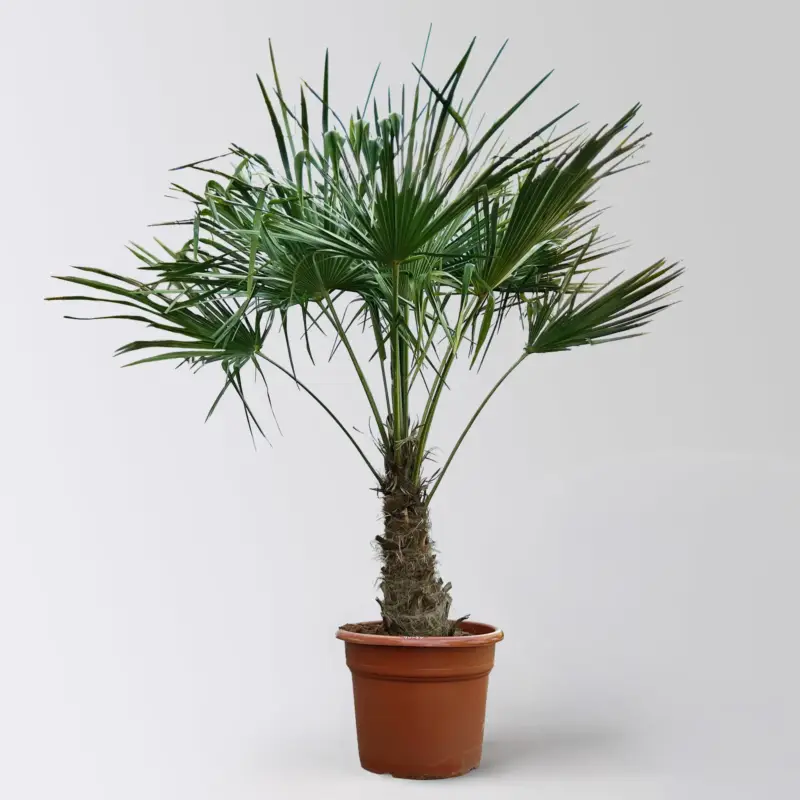 Echt Hanfpalme, Stamm ca. 40 cm, Topf 35 Liter