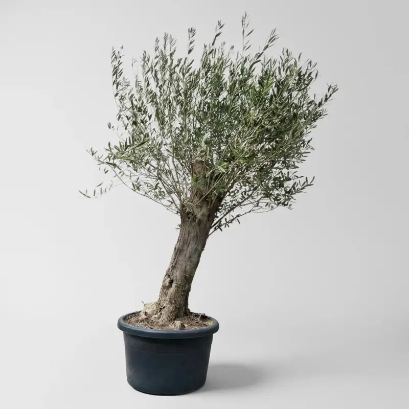 Olivenbaum, Stamm, Topf-Ø ca. 60 cm, Höhe 180-200 cm Angebot