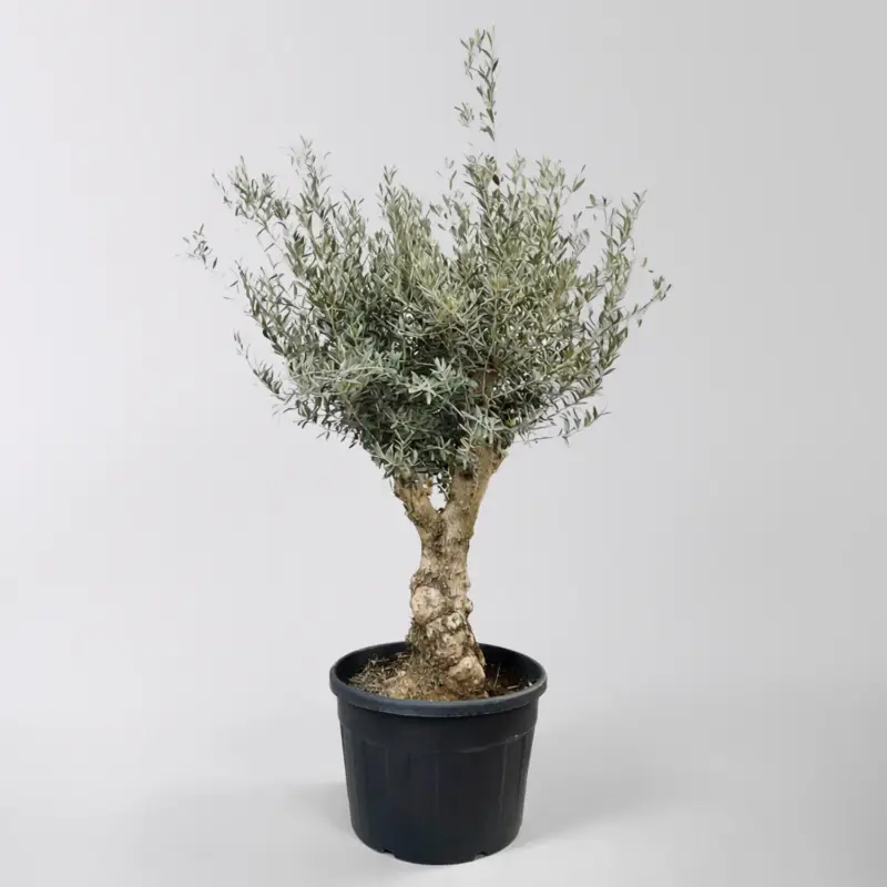 Nur Für Kurze Zeit Olivenbaum, Stamm, Topf-Ø ca. 50-60 cm