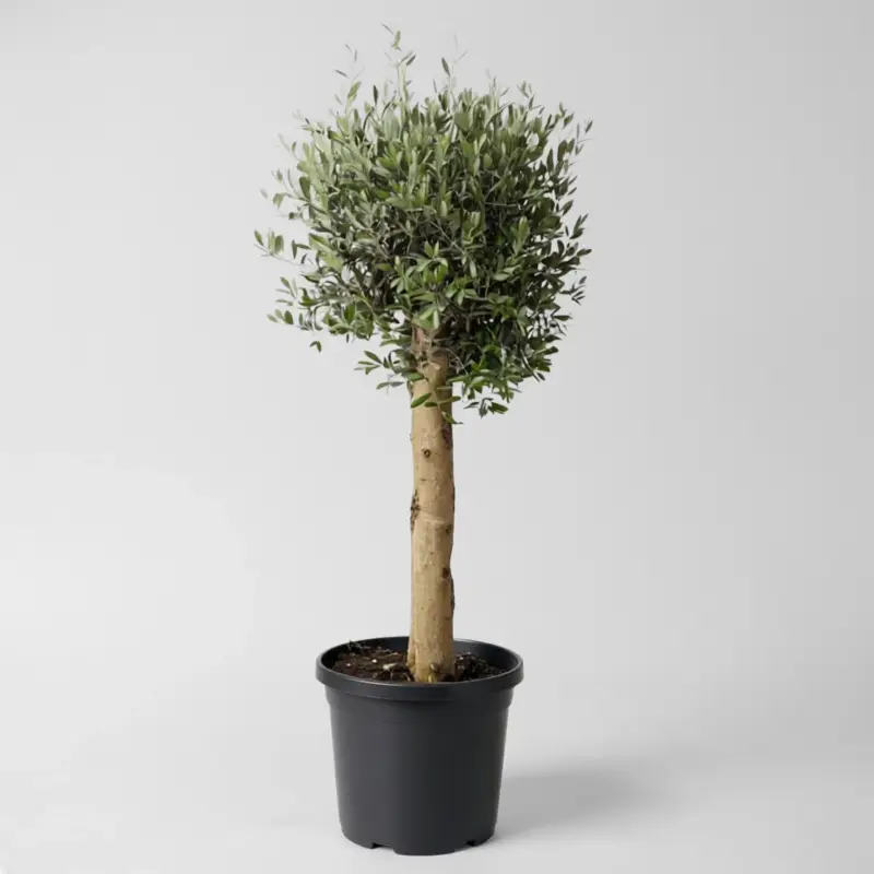 Garantierte Lieferung Olivenbaum, Stamm, Topf-Ø ca. 30-35 cm, Höhe 150 - 175 cm