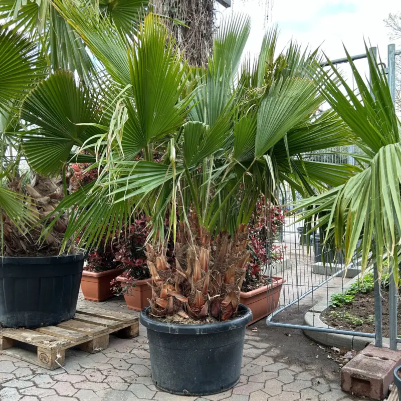 Washingtonia robusta, Multistamm, Topf 110-130 Liter, Höhe ca. 200 cm Ausverkauf