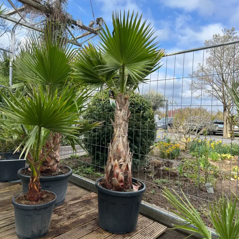 Mega-Angebot Washingtonia robusta, Stamm, Topf 65 Liter, Höhe ca. 180-200 cm