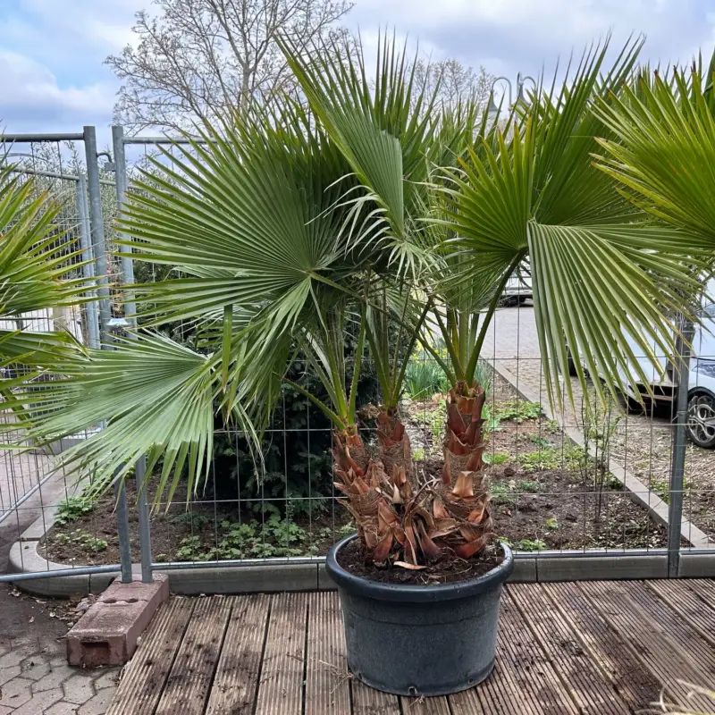 Washingtonia robusta, Multistamm, Topf 100 Liter Saisonangebot