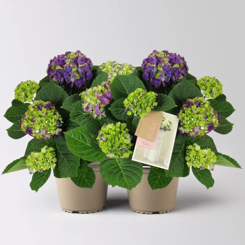 Preisreduziert Hortensie 'Ningbo', zweifarbig lila, Topf-Ø 14cm, 2 Pflanzen