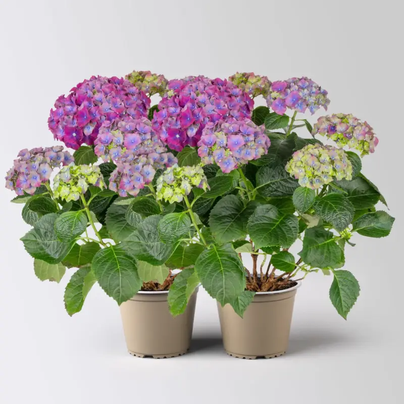 Abverkauf Hortensie 'Hi™ Fire', rot-lila, Topf-Ø 14 cm, Höhe ca. 40 cm, 2 Pflanzen