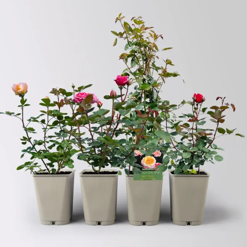 Bestseller Rosen-Set Kölle Exklusiv-Sorten, Topf 5 Liter, 4 Pflanzen