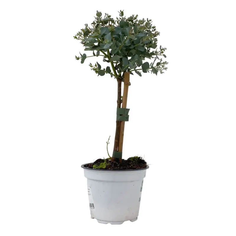 Nur Heute Eukalyptus, Stamm, Topf-Ø 12 cm, 2 Pflanzen