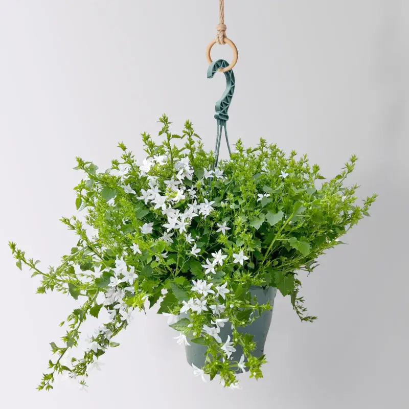 Schnäppchen Polster-Glockenblume 'Adansa® White', weiß, Ampeltopf-Ø 19 cm