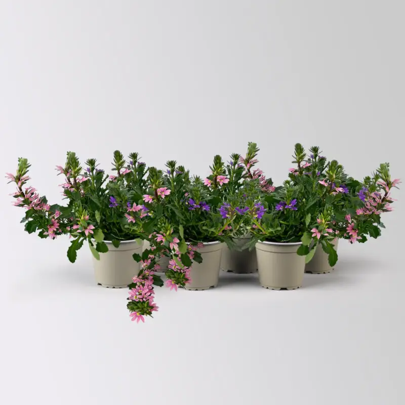Fächerblume 'Trio', rosa-lila-weiß, Topf-Ø 12 cm, 6 Pflanzen Neue Kollektion