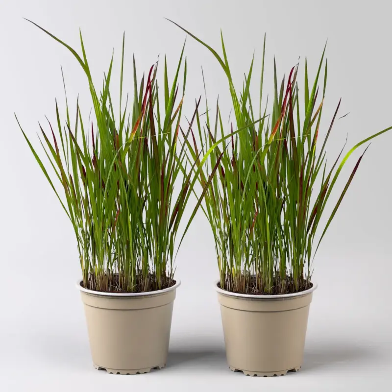Schnäppchen Japanisches Blutgras 'Red Baron', Blattspitzen in rot, Topf -Ø 19 cm, 2 Pflanzen