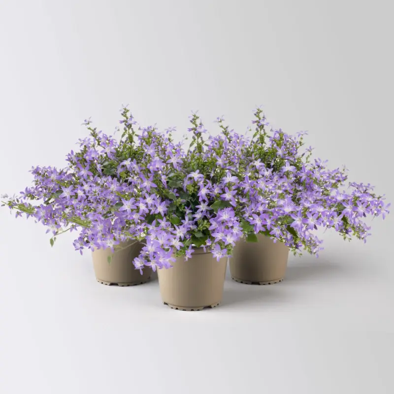 Campanula 'Adansa® Purple', lila, Topf-Ø 12 cm, 3 Pflanzen Online Kaufen