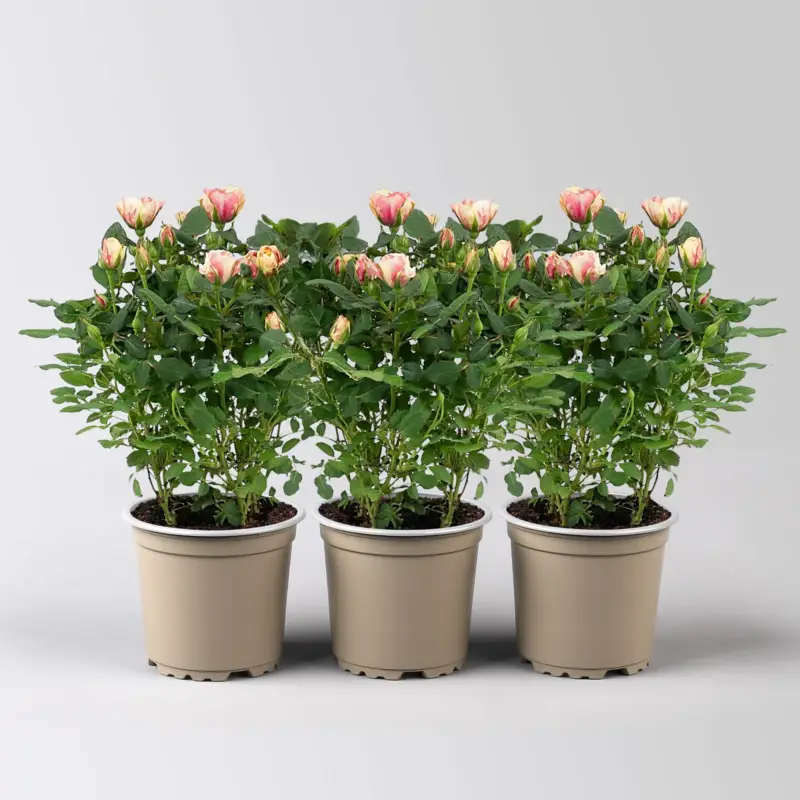 Sonderangebot Rose 'Gosia', peach-gelb, Topf-Ø 10,5 cm, 3 Pflanzen