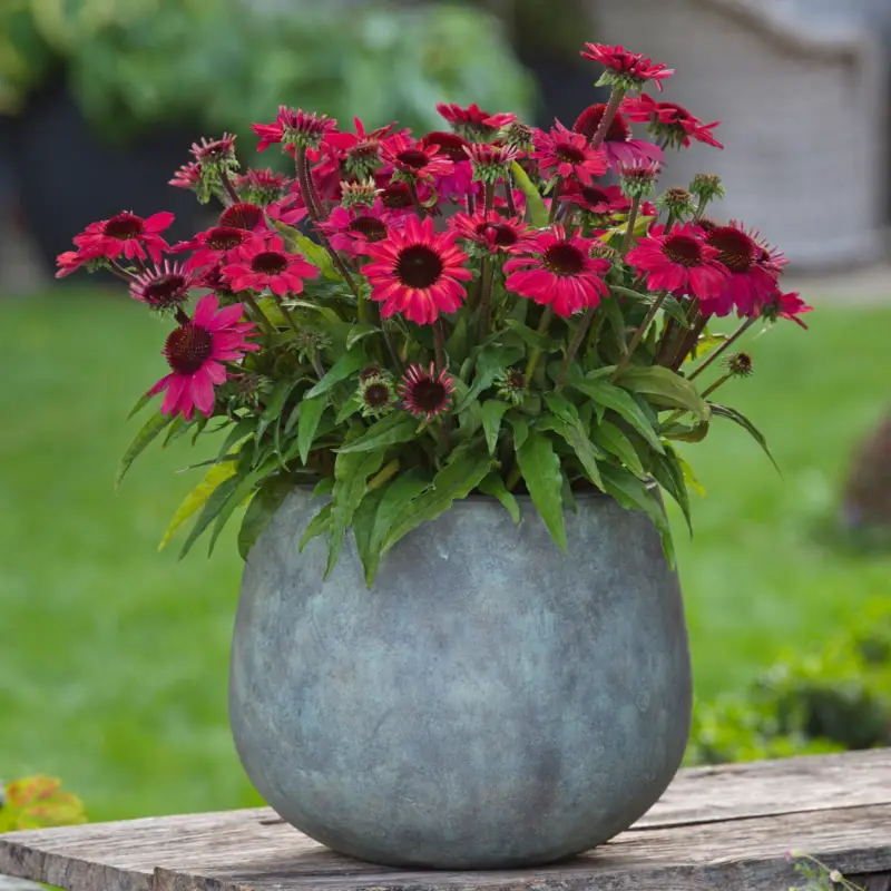 Sonnenhut 'Vintage Red', rot, 3 Liter Topf Letzte Chance
