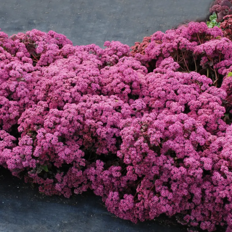 Fetthenne rosa-pink, Topf Ø 12 cm Neu Im Sortiment
