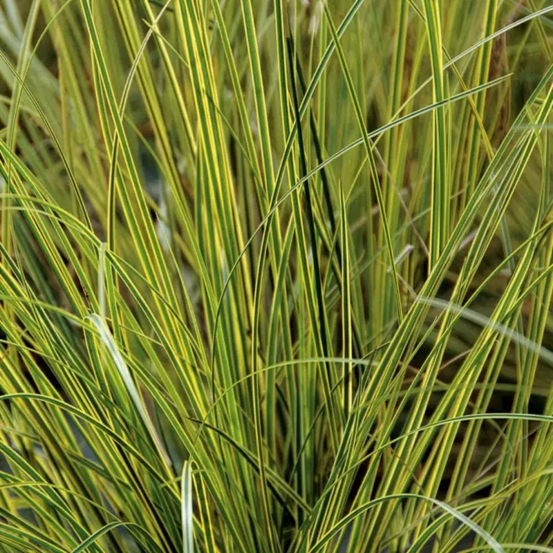 Bestseller Bio Segge, grün-gelb, Topf-Ø 12 cm