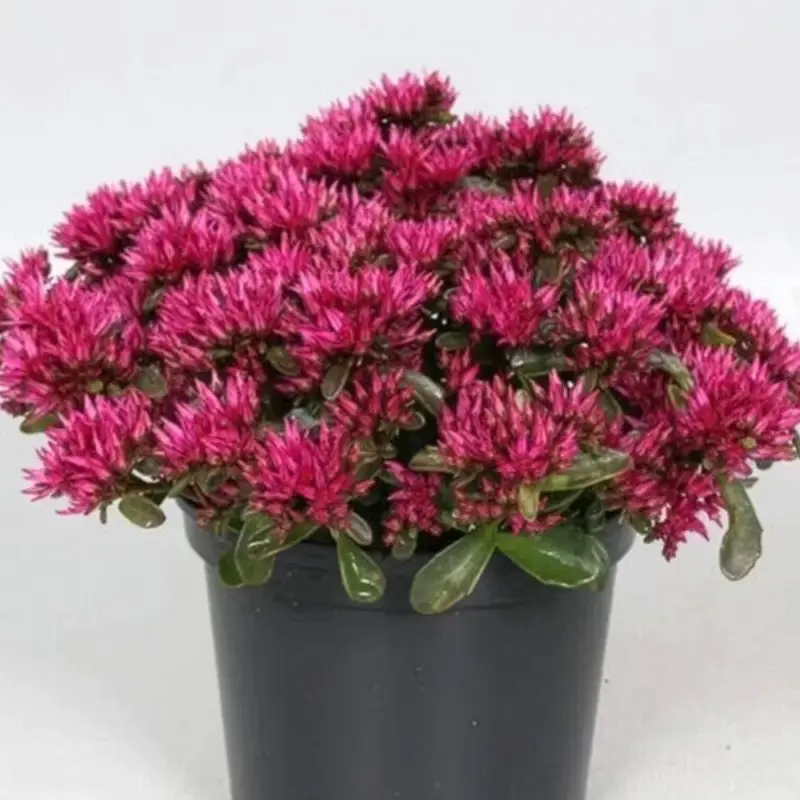 Neue Ware Sedum spurium 'Spot on® Deep Rose', dunkelrosa, Topf 12 cm Ø