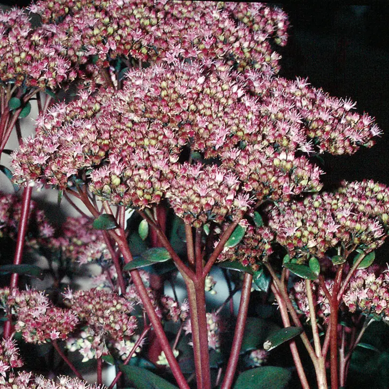 Fetthenne rosa, Topf Ø 12 cm Sale