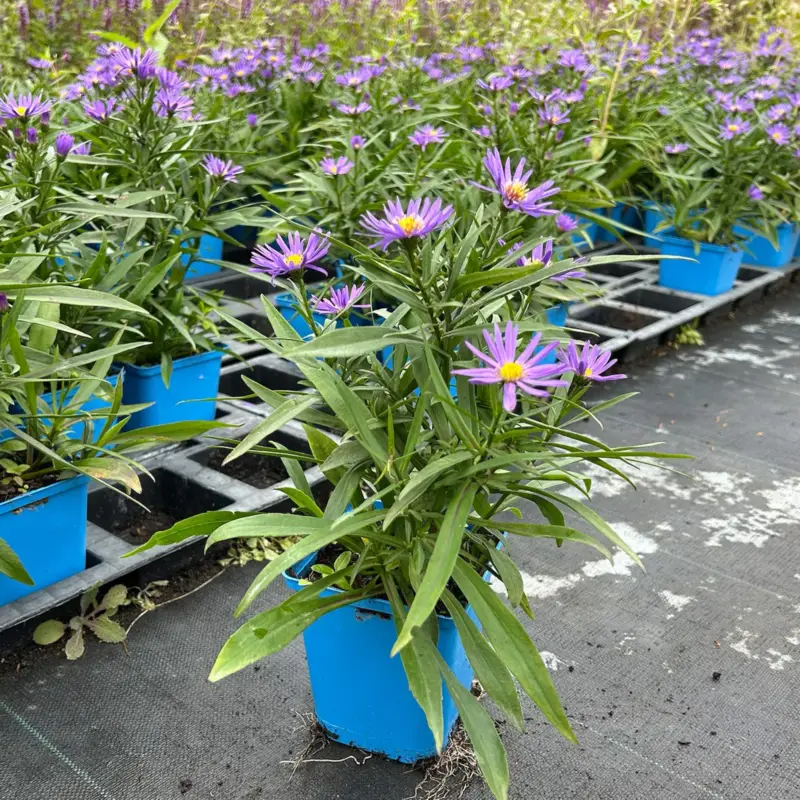 Aktuell Bio Kissenaster 'Blauer Gletscher', violettblau, Topf 11x11 cm