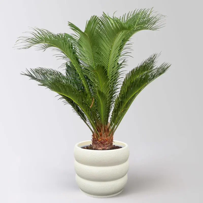 Ausverkauf Palmfarn, Topf-Ø 17 cm, Höhe ca. 60 cm, in Topf Byron