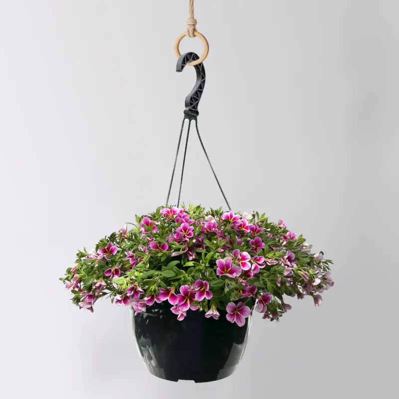 Top-Preis Zauberglöckchen 'Rave Pink Barbados', pink, Ampeltopf-Ø 27 cm