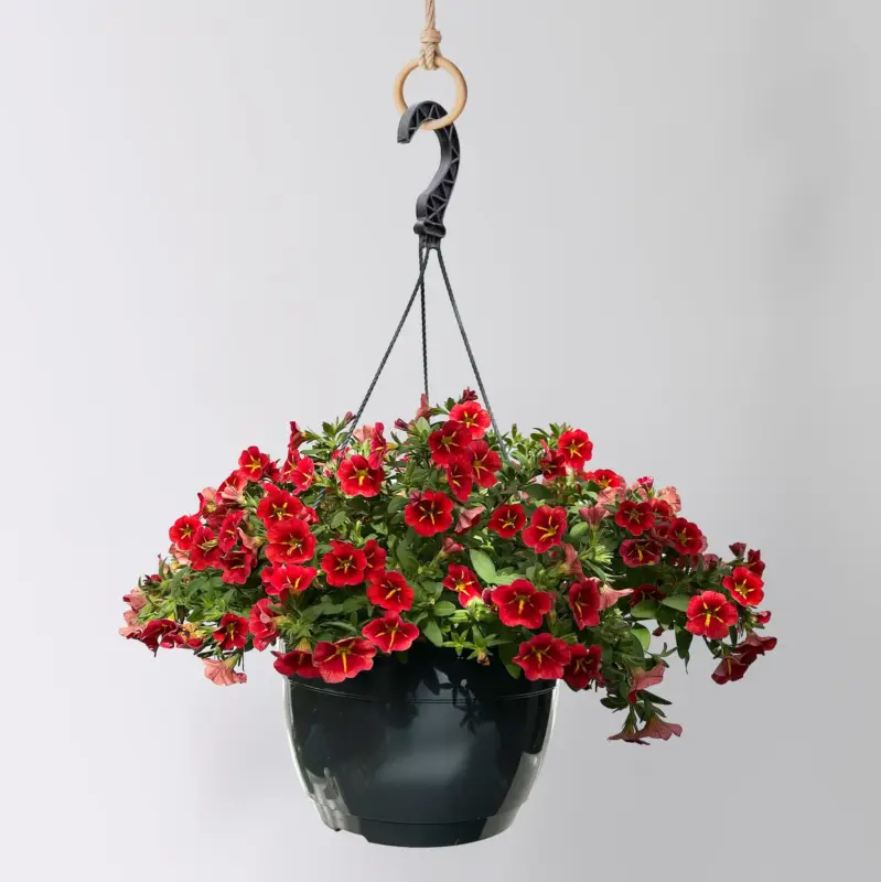 Saisonangebot Zauberglöckchen 'Red Kiss' rot, Ampeltopf-Ø 27 cm